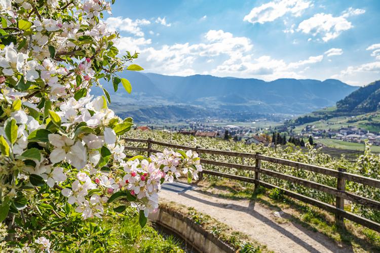 Algunder Waalweg im Frühling